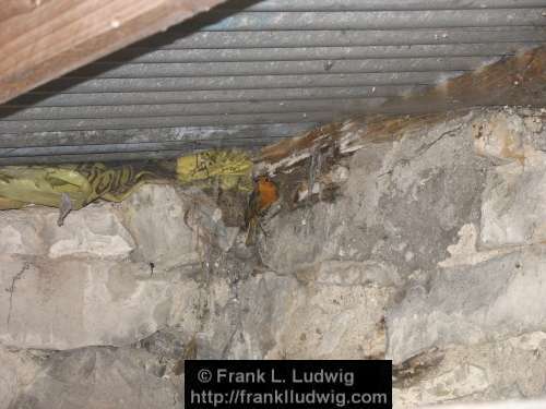 Robin in the Shed 3